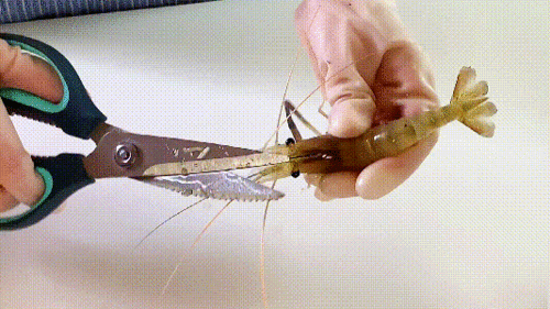 怎么挑虾线视频,轻松学会挑选优质虾线技巧