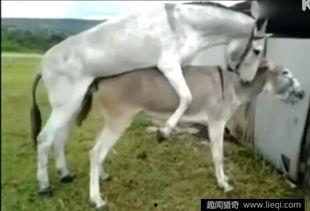 驴与马交配视频,驴马杂交现象首次视频记录